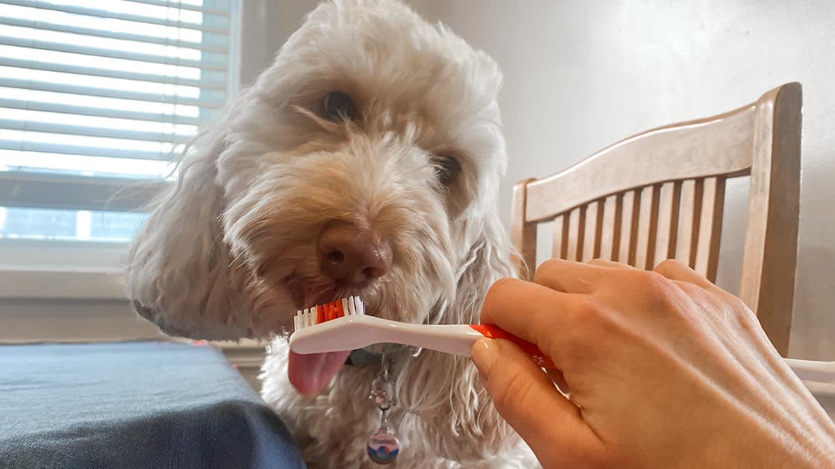 Best Dog Toothbrushes